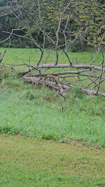 fox outside the shop