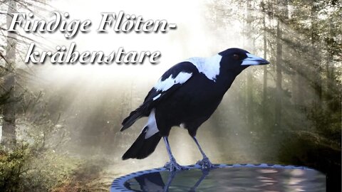 Findige Flötenkrähenstare