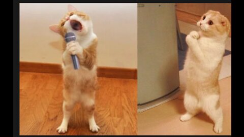 FUNNIEST ANIMALS COMEDY - 2022