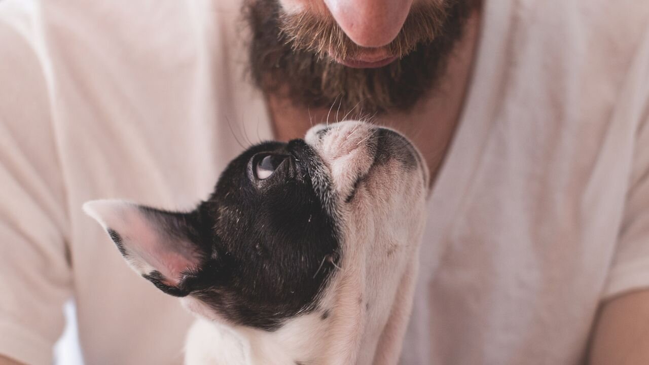 Majority of pet owners say their pet is their soulmate