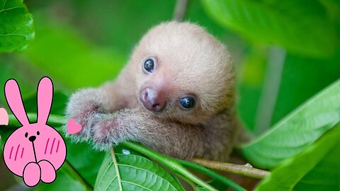 Baby Sloths Being Sloths - FUNNIEST Compilation