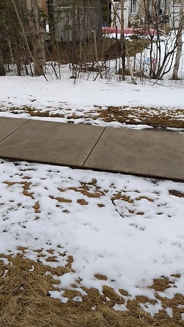 Wasilla Winter/Spring 2024 Puxatawny Phill was Full of Bull