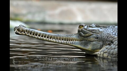 Gharials Are One of the Strangest and Rarest Crocodiles on Earth