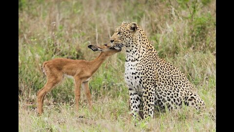 Amazing friendship of a Leopard & a Deer Calf