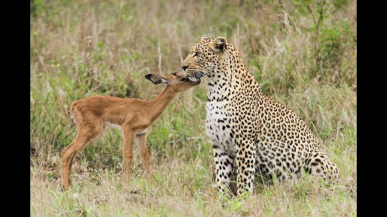 Amazing friendship of a Leopard & a Deer Calf