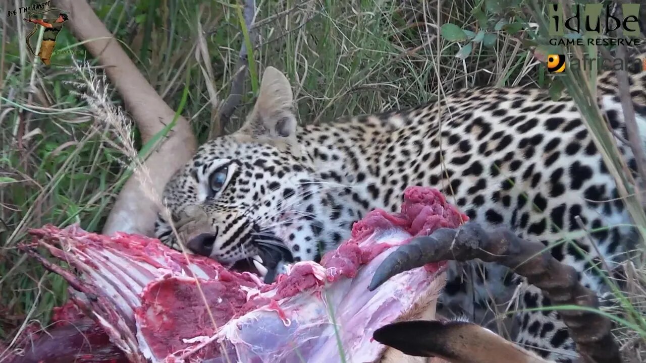 Scotia Female Leopard - Year 2, Independence - 13: Feeding On An Impala