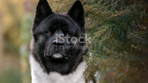 American Akita