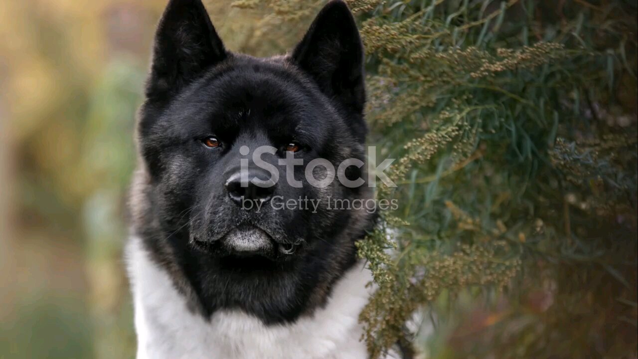 American Akita