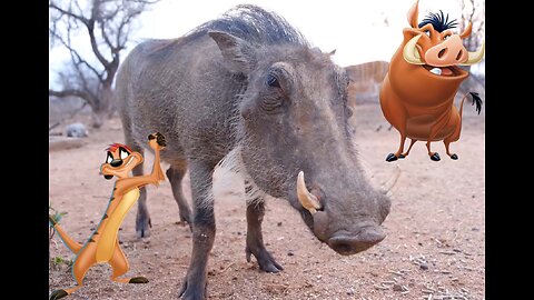 Timon & Pumbaa Parody. Тимон и Пумба Пародия.