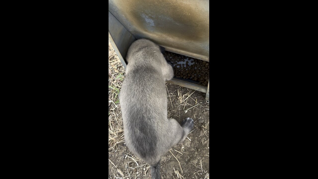 Anatolian pup on chow