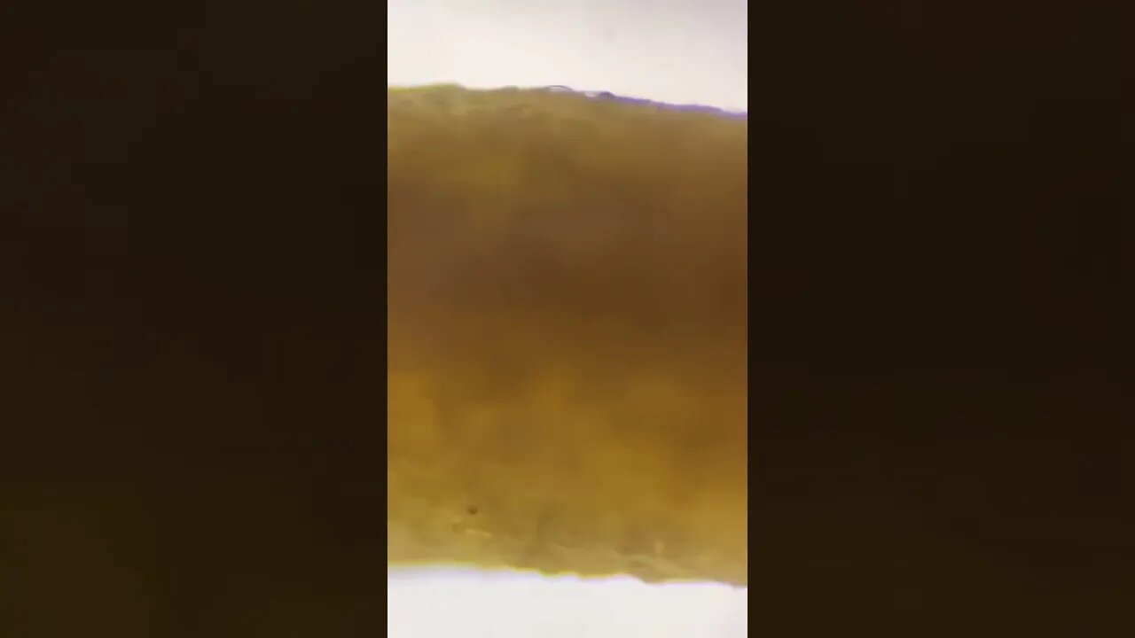 Microscope 🔬 after Looking extra large Viral and Trending Shorts for You #shorts (1)