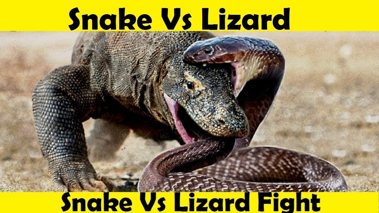 Snake Vs Lizard Fight. Lizard Attack Snake. (Tutorial Video)