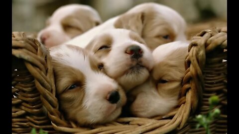 Facts About Dogs, Fun Facts, #shorts.