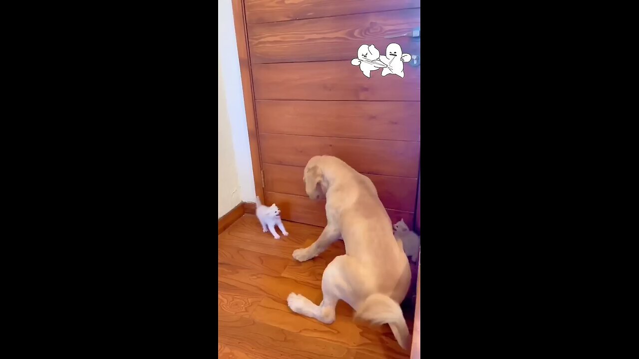 tiny kitten vs dog fight 🤣🤣