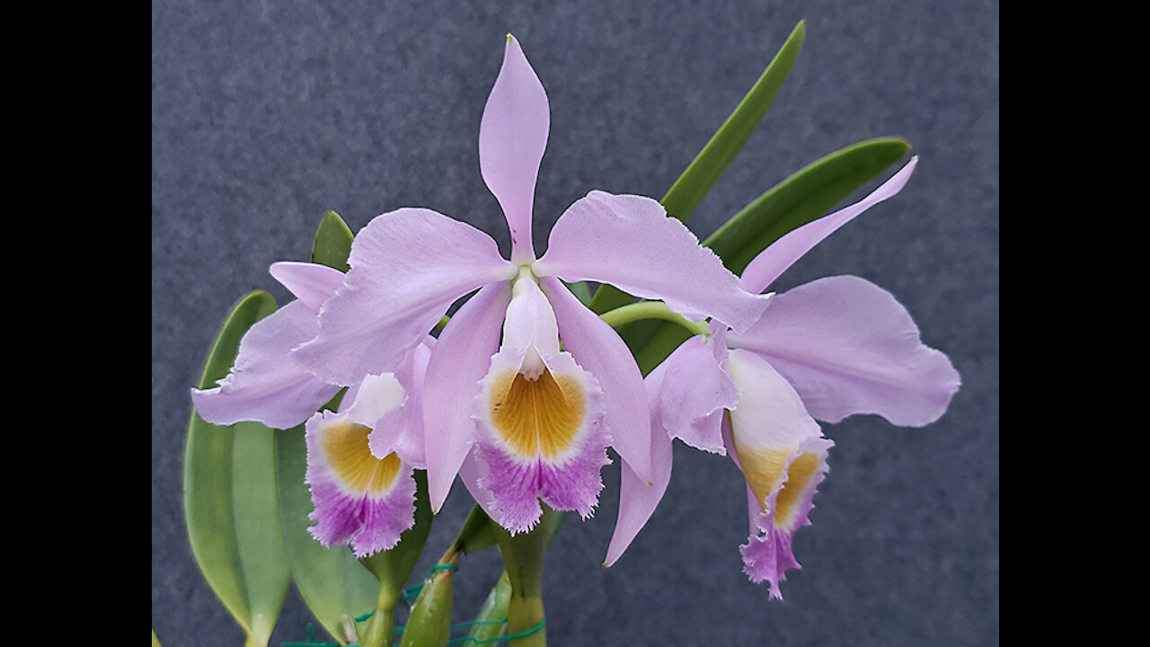 2021-11 November St Augustine Orchid Society Virtual Show Table