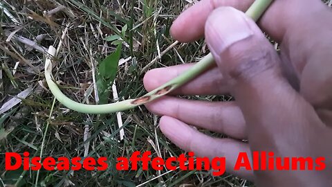 Anthracnose & Onion yellow dwarf virus