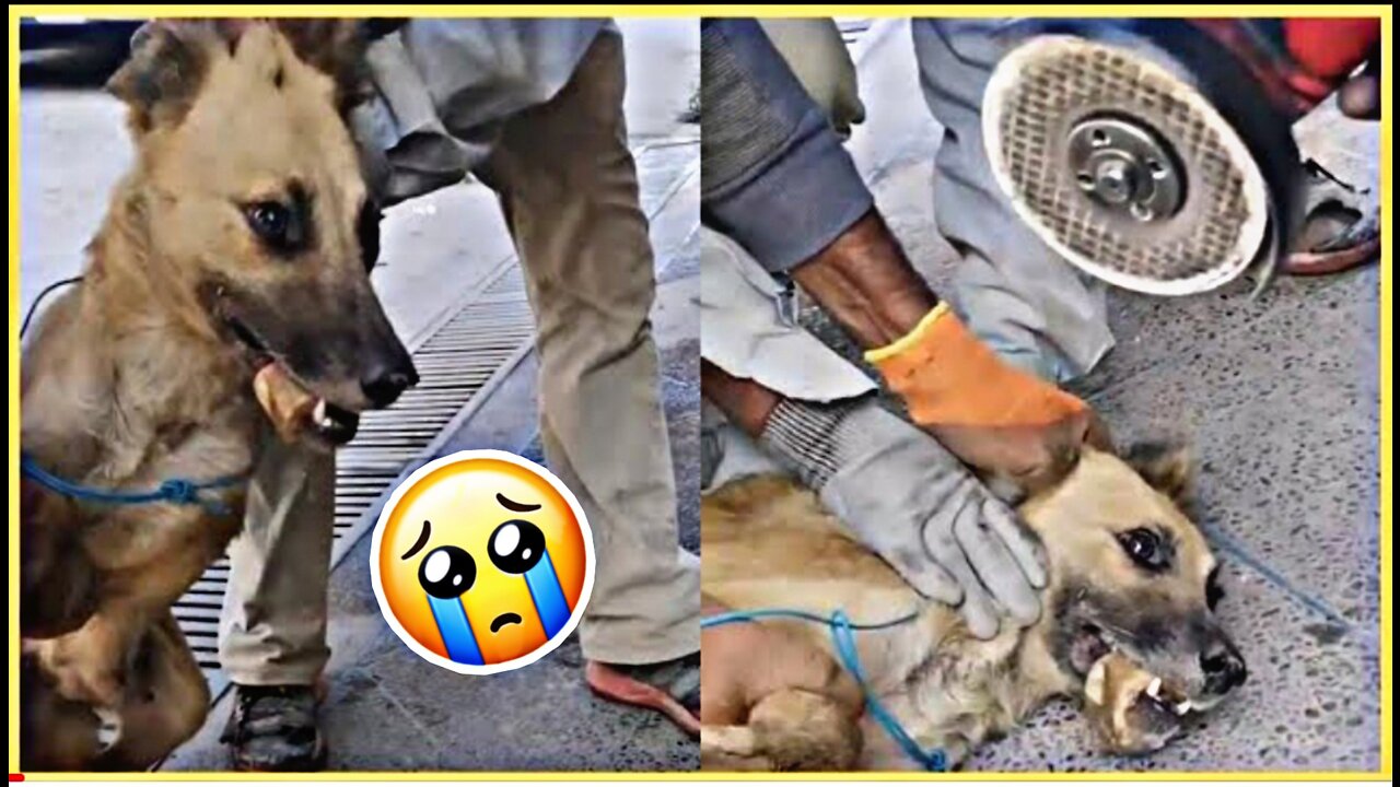 The moment a dog was rescued from certain death... an influential humanitarian position!