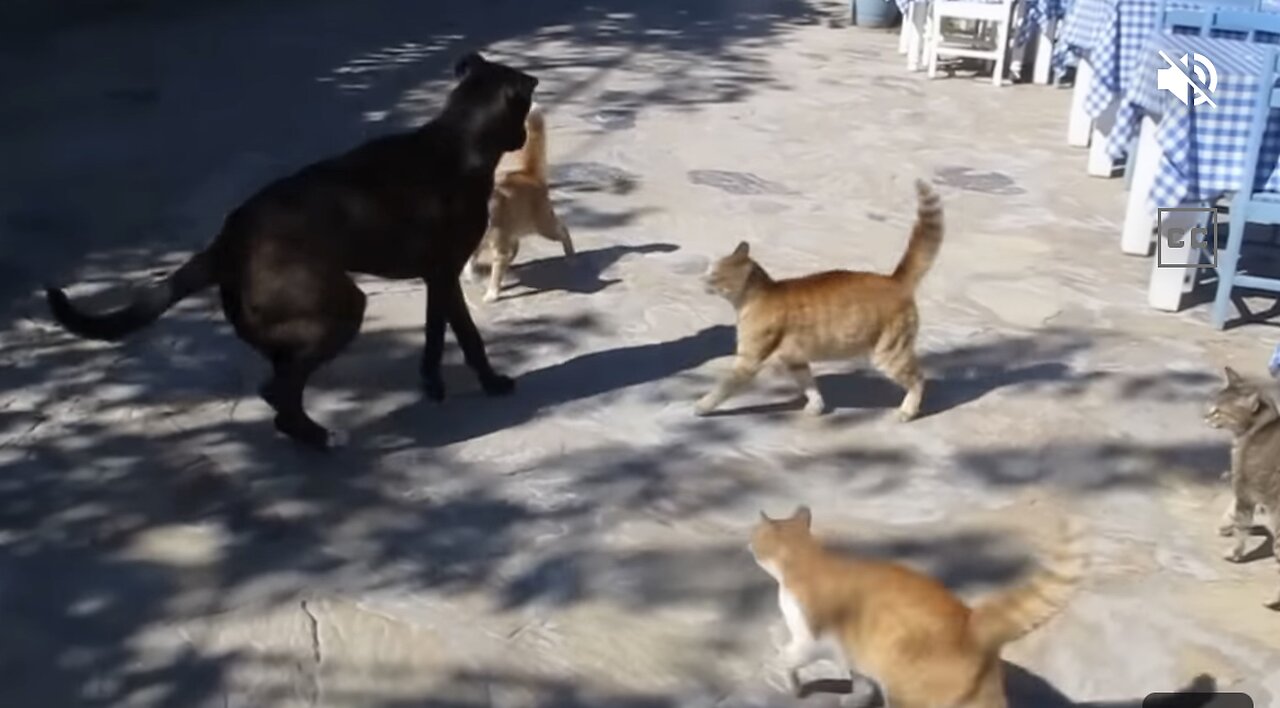 Dog and cat fight