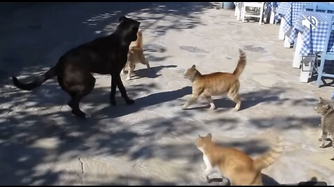 Dog and cat fight