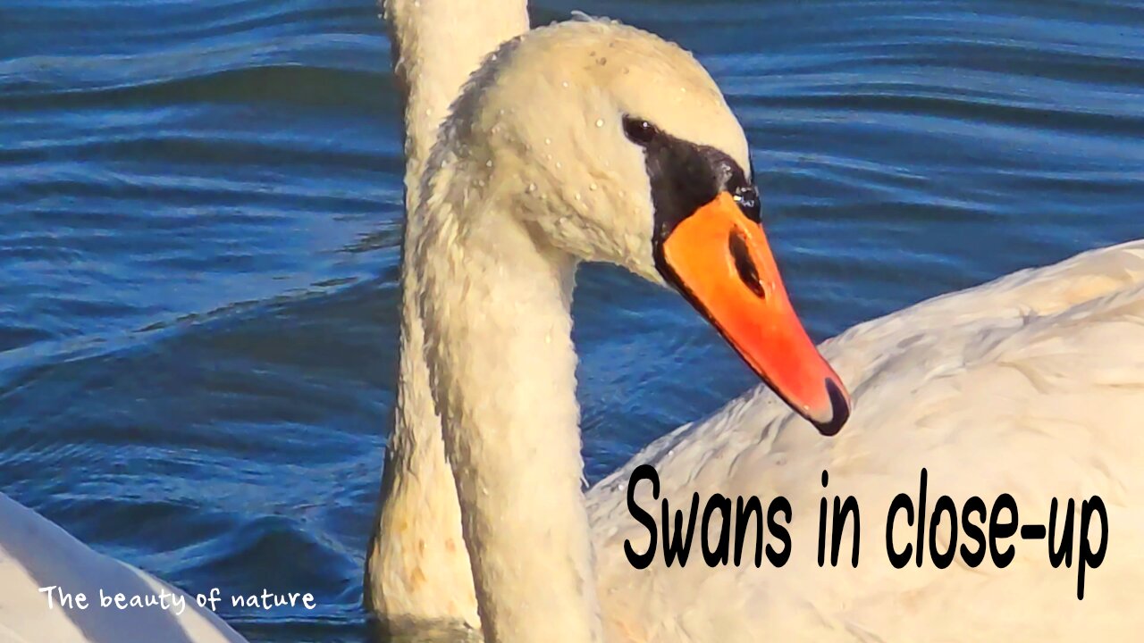 Swans in close-up / beautiful animals in the water.