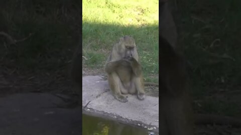 Funny #monkey# lion
