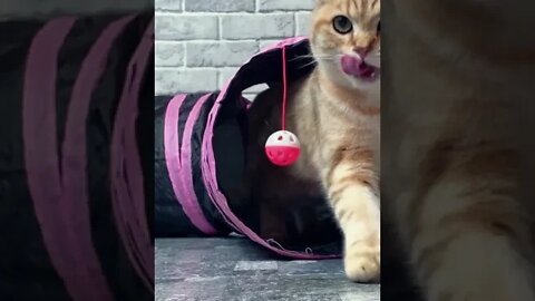 Cat play in tunnel ,Cute Kittens Playing, Funny Cute Pets Lovers, link in the description, #shorts