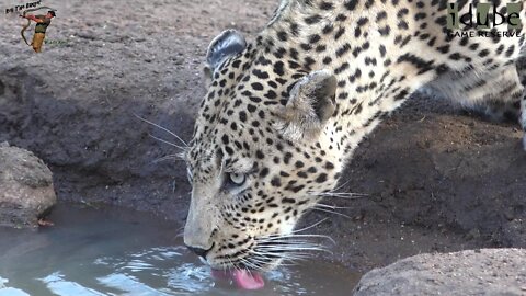 Big Male Leopard Stops For A Drink