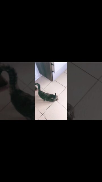 Gato respondendo bom dia! #shorts