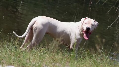 Off Leash Chill on a Saturday with our Pack of Dogo Argentinos and Dobermans