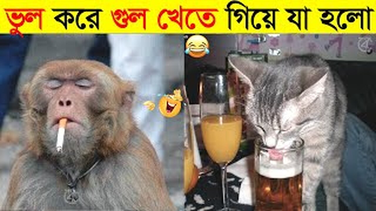 camera Funny Animals Video