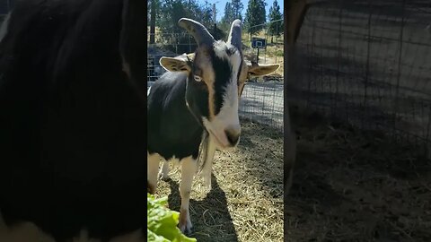 #treats for the #troublemakers #goats #homesteading #homestead #farmanimals #farm #farmlife #cute