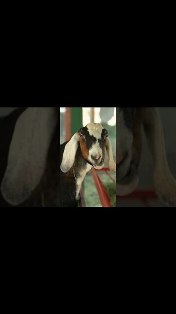 Goat sounds #Shorts 🌻