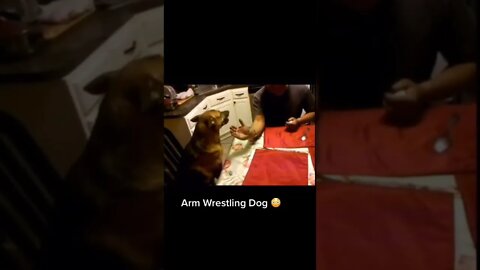 😂💯 #shortsvideo #shorts #fyp #funny #dog