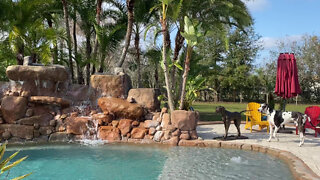 Great Dane Listens To Peaceful Florida Backyard Waterfall