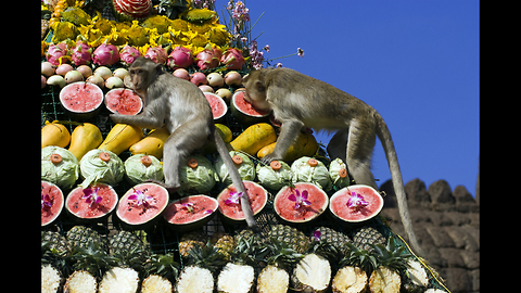 3000 Monkeys Have A Buffet