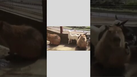 This is why capybaras are world's most chilled animals..🐐😍😅