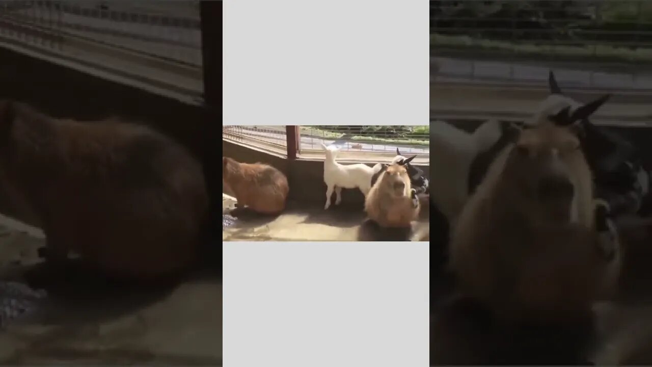 This is why capybaras are world's most chilled animals..🐐😍😅