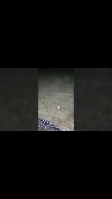 Soft Sleepy Puffer Fish lol