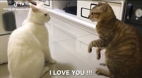 🐱Cats talking !! These cats can speak English better than hooman