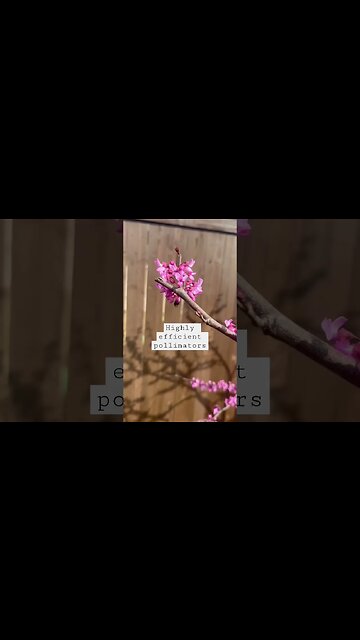 This pollinator is more efficient than a honeybee #pollinators #texasgardener #springintexas