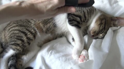 How to Brush a Sleeping Cat