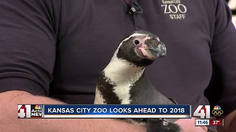 Kansas City Zoo looks ahead to 2018