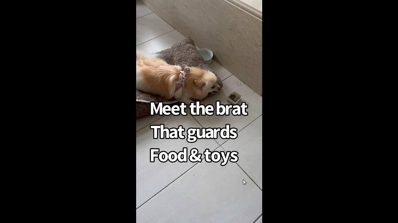 Meet The Brat