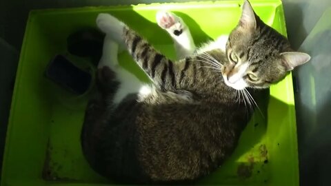 Funny Little Cat Plays In Hamster Cage