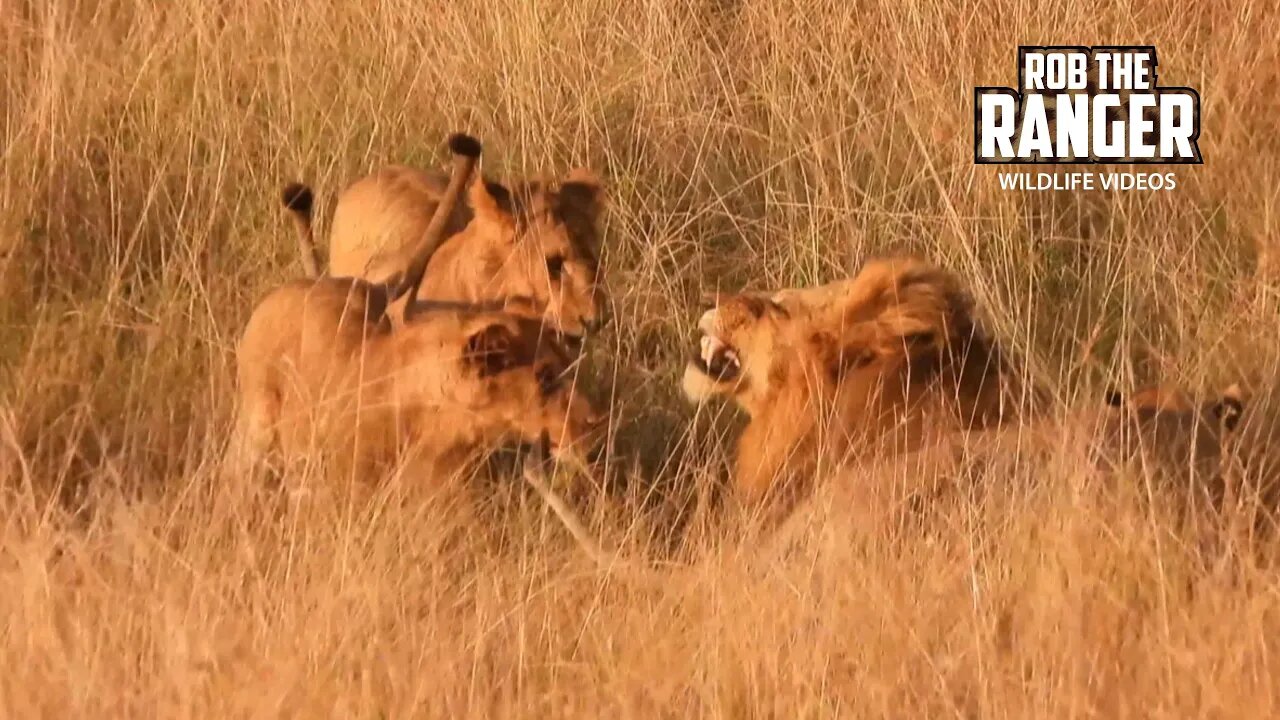 Young Lions Greet Their Dad | Lalashe Maasai Mara Safari