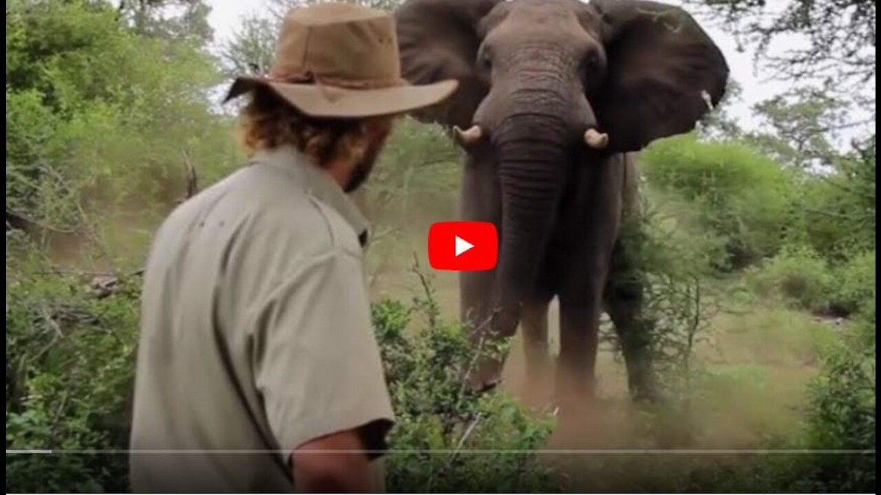 Man Scares Away Charging Elephant