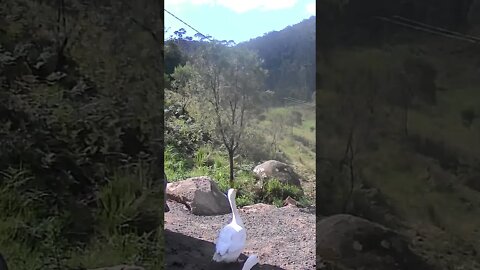 Gander looking stately