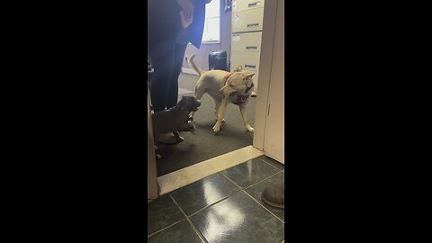 Sandy meeting her new buddy.