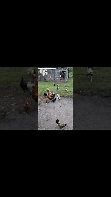 Buddy Leads His Hens To Safety #chickens #chickenlife #chickenshorts