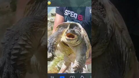 Turtles needing peoples help #2023 #reptile #turtles